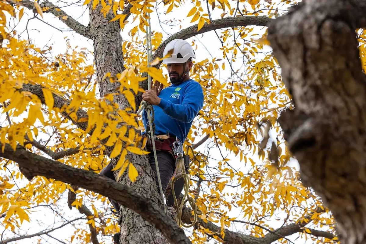 Skilled Tree Planing crew working in Fountaintown